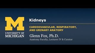 Urinary System Gross Structure of the Kidneys [upl. by Erikson]