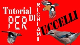 TUTORIAL DI RICHIAMO PER UCCELLI  1 Ghiandaia [upl. by Enneicul78]