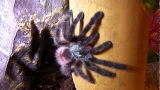 How to Care for a Pinktoe Tarantula [upl. by Otho552]