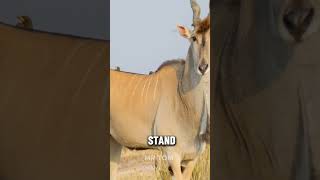 The giant Eland shorts viral [upl. by Acissaj]