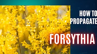 The MindBlowing Secret To Propagating Forsythia  Anyone Can Do It [upl. by Aicitel]