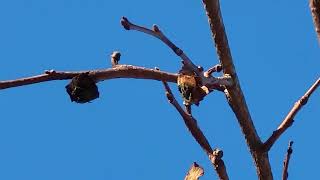 Orchard Tour February 2 2023 [upl. by Dodd829]