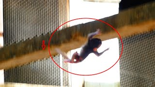 OMG Newborn baby Fall Down From the l Mom Lazy to Care Her baby l Lovely Monkey [upl. by Aonehc]