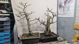 Thread grafting and pruning alder trees [upl. by Ahsieuqal]