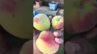 First time harvesting from Elberta peach tree 🥰🙌🏽 [upl. by Siroved]