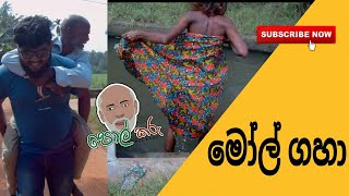 මෝල් ගහා  pol karu [upl. by Cuhp]