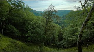 Le faggete vetuste di Sasso Fratino in primavera [upl. by Derinna]