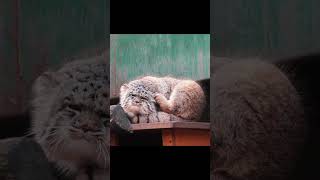 Pallass cat manul The fuzziest one of the siblings😹😹 [upl. by Obadiah]