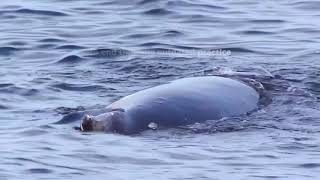 Whales of Iceland [upl. by Madonna]