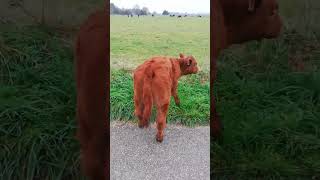 Promenade avec un veau de courte durée 😂😂 [upl. by Esirehc194]