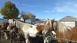 FAYSURLIGNON foire aux chevaux 2024 [upl. by Abra]