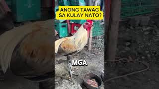 ANONG TAWAG SA KULAY NATO chicken [upl. by Joanne657]