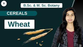 Economic Botany  CEREALS  WHEAT  B Sc amp M Sc [upl. by Joni816]