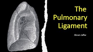 The pulmonary ligament [upl. by Cart273]