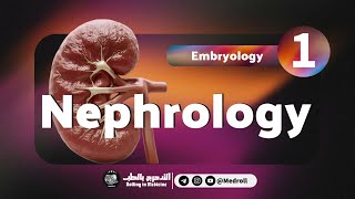 Renal Embryology Key Embryological Derivatives Explained  Medroll ft Dr TBSTB [upl. by Mcwherter]