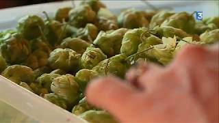 La pénurie de houblon une menace pour les brasseries artisanales [upl. by Dowski23]