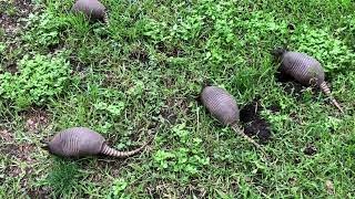 Armadillo Party in My Backyard Four FRIENDLY baby armadillos digging up my yard [upl. by Dollie191]