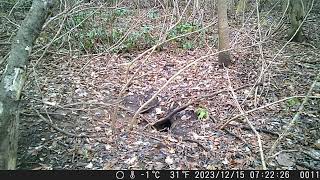 Japanese Monkey Crosses the Overwintering Sett of Japanese Badger in Early Winter [upl. by Haret]