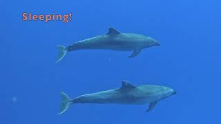 Diving Rangiroa Atoll  French Polynesia [upl. by Enimzaj466]