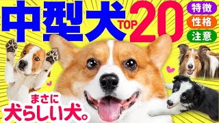 【2023年】中型犬 人気ランキングと解説❤️性格や飼いやすさも紹介！ [upl. by Aeneus]