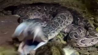 Puff adder strike [upl. by Suiradel]