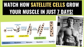 The role of satellite cells for muscle growth [upl. by Ellan]