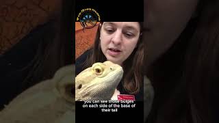 How to tell your adult bearded dragons gender 🐉 tutorial beardeddragon howto petcare reptiles [upl. by Eipper]