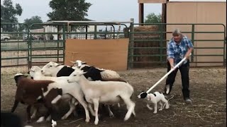 Phase One of Round Pen Training Introducing a Puppy to Livestock [upl. by Niamor]