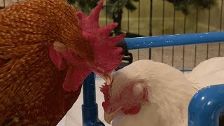 Rooster falls in love with disabled chick [upl. by Nehtan]