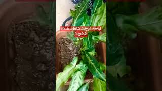 నీ తల్లినీ చెల్లినీ భార్యనీ కూతురినిSD vlogs and sd plantssubscribeyoutubeshortslikecomment [upl. by Alexandra363]