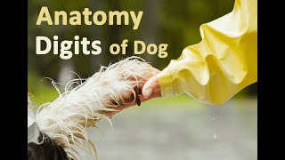 Anatomy of Digits of Dogs  Veterinary Anatomy  Dog Forelimb and Hindlimb [upl. by Amarillas]