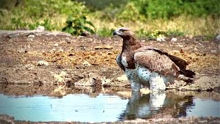 A Magnificent Martial Eagle [upl. by Aicenet]