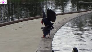 Mating of purple swamphen [upl. by Elleda146]