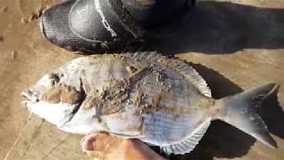 Peche au sar 2 kg el jadida mazagan صيد شرغو بالقصبة [upl. by Possing]