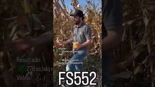 FS552 Consorciado com Brachiaria milho safrinha forseed [upl. by Ahsirtal952]