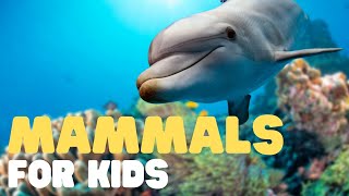 Mammals for Kids  Learn all about the unique characteristics of mammals and what mammals are [upl. by Tisdale]