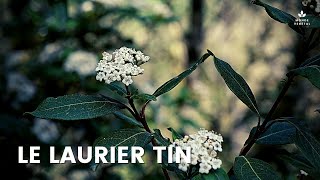 DECOUVERTE DU LAURIER TIN  Viburnum tinus plante méditerannéene sauvage [upl. by Jollenta916]