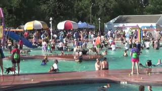 Fort Collins City Park Pool Pooch Plunge 2013  Pool goes to the dogs [upl. by Rihaz890]