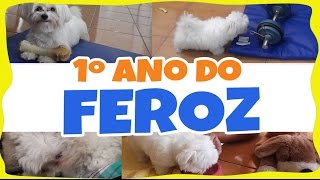 1 ano do FEROZ  melhores momentos [upl. by Lilly]