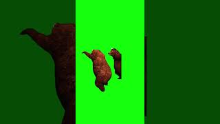 Bears dancing Indian Music Meme Green Screen [upl. by Steere]