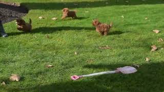 Toy Poodle Puppies for Sale [upl. by Wilcox]