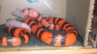 Honduran Milk Snake Feed [upl. by Katerina36]