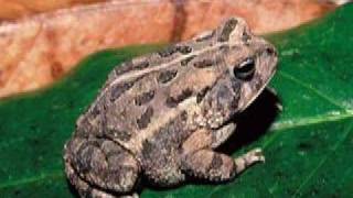 Fowlers Toad [upl. by Speroni396]