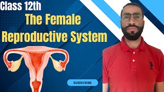 The Female Reproductive System  Human Reproduction NEET Biology [upl. by Lucretia]