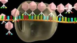 DNA transcription [upl. by O'Mahony583]