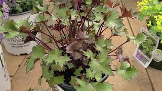 Ligularia Osiris Fantaisie  Hardy EASY to GROW Perennial with STUNNING foliage for wet spots [upl. by Katharina39]