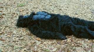 BIGFOOT FOUND DEAD [upl. by Elise222]