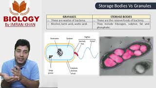 Inclusions in Bacteria Storage Bodies Granules [upl. by Eilsehc497]