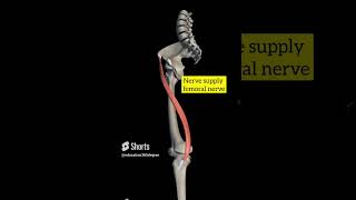 sartorius muscle [upl. by Camm]