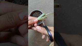 Smart method of propagating aloevera using branches  shorts  viral [upl. by Ellerehc]